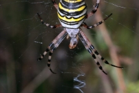 *L'Argiope frelon ou Argiope fascie. Une femelle dvorant un criquet (Araneae - Araneidae - Argiope bruennichi)